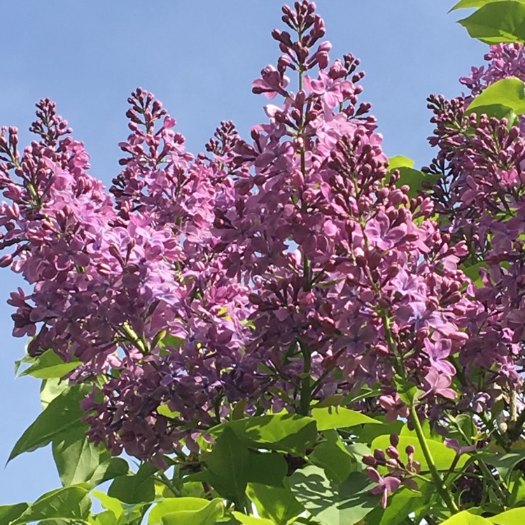 plant image 383196