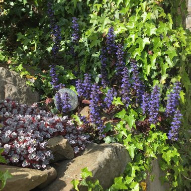 Janice's garden
