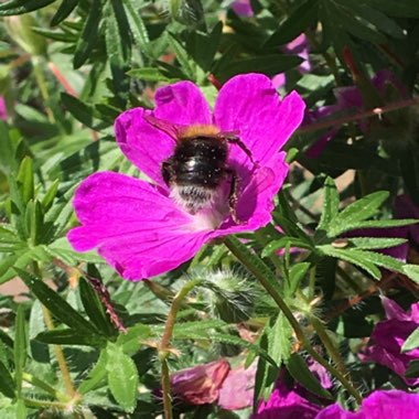 Janice's garden