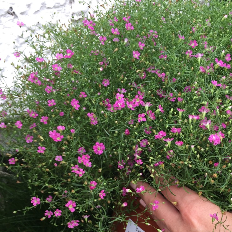 plant image 535937