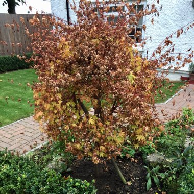 Acer palmatum 'Mapi-no-machi-hime'