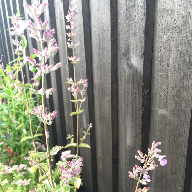 plant image 537246