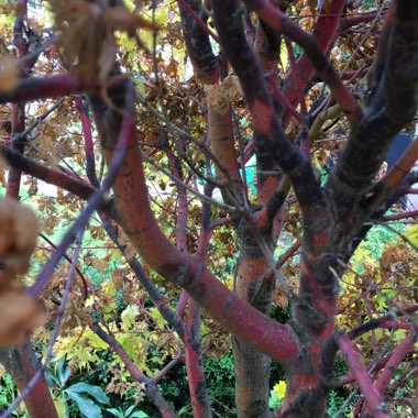 Acer palmatum 'Mapi-no-machi-hime'
