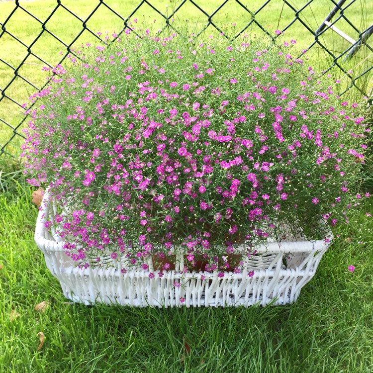 Plant image Gypsophila