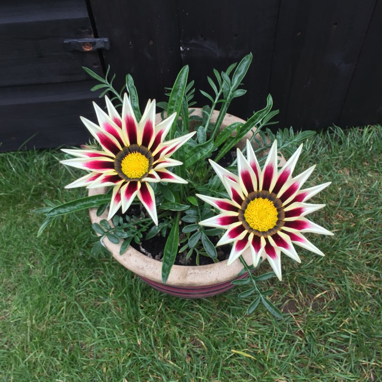 plant image 538403