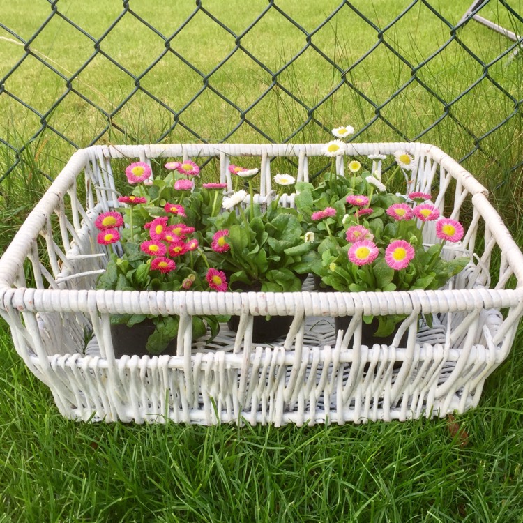 Plant image Bellis perennis Habanera