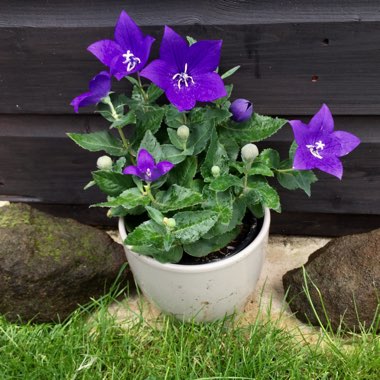 Platycodon grandiflorus 'Astra Blue' (Astra Series) syn. Campanula grandiflora 'Astra Blue'