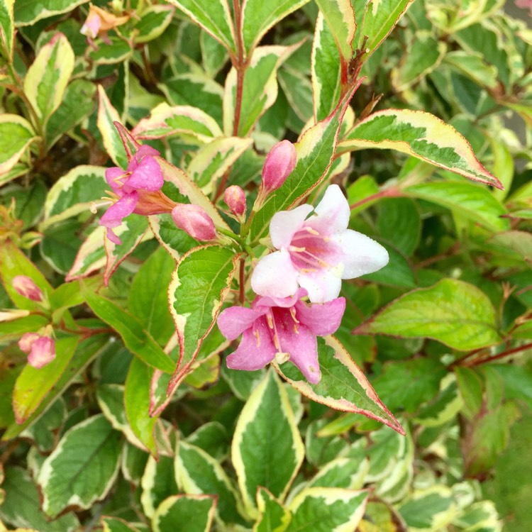 plant image 541100 plant image 541100