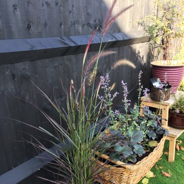 Pennisetum setaceum 'Rubrum'