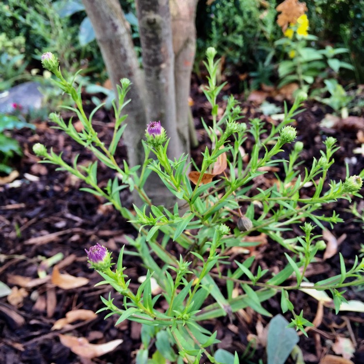 plant image 545373