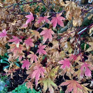 Acer palmatum 'Mapi-no-machi-hime'