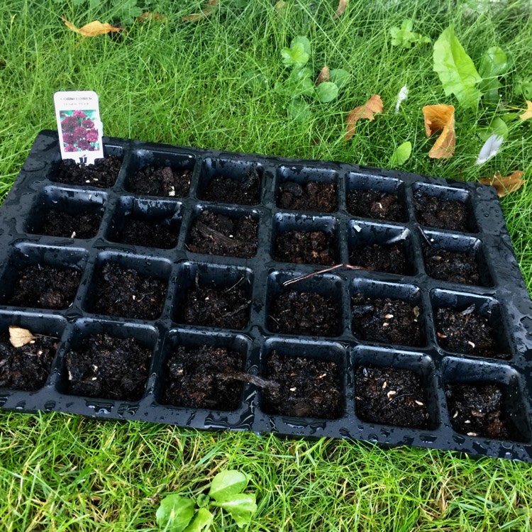 plant image 547106
