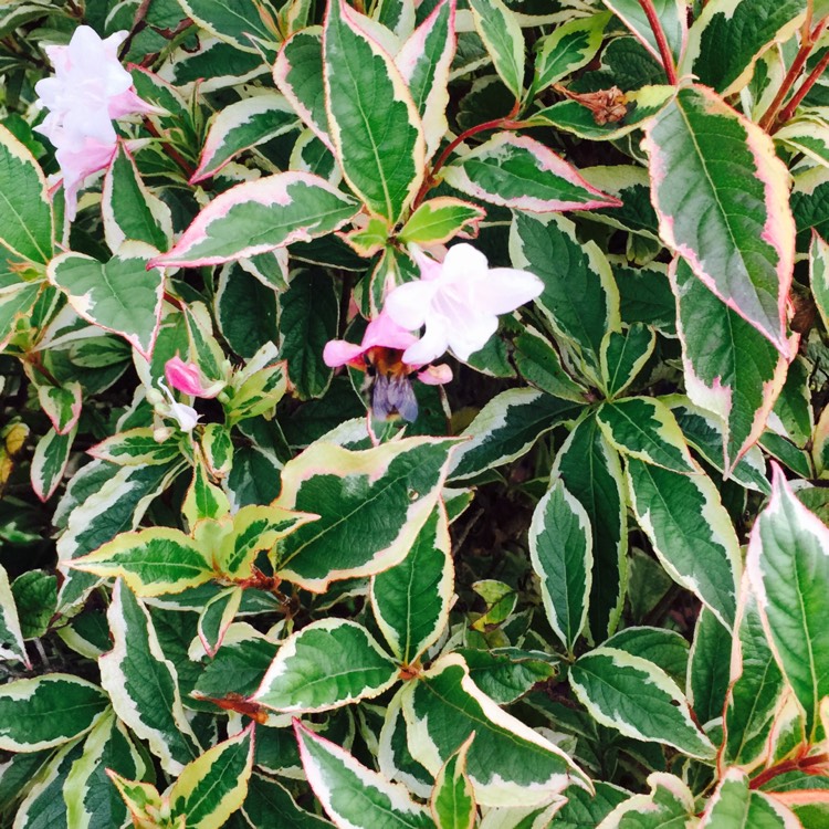 Plant image Weigela florida 'Kolmagira' syn. Weigela florida 'Magical Rainbow', Weigela florida 'Rainbow Sensation'