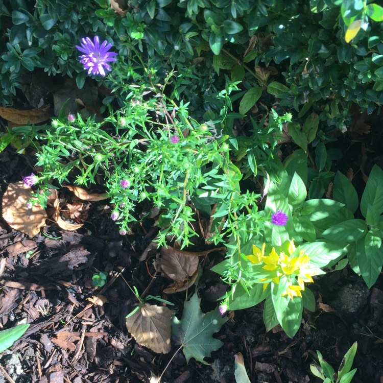 plant image 548713