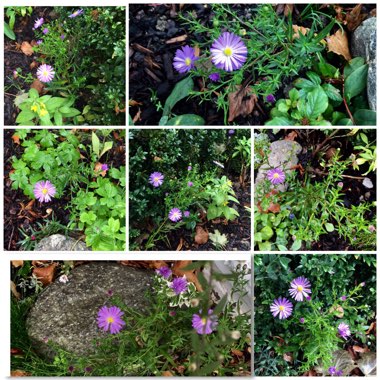 Aster novae-angliae 'Purple Dome'