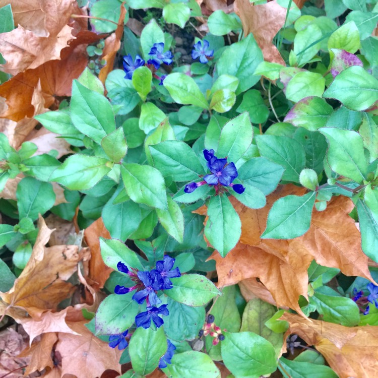 Plant image Ceratostigma willmottianum 'Forest Blue'