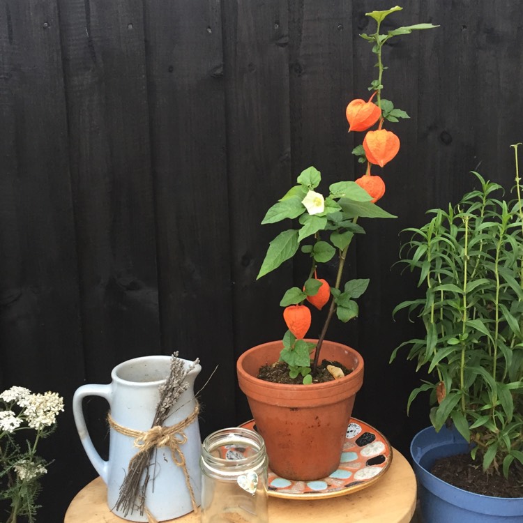 Plant image Physalis alkekengi var. franchetii 'Gnome'