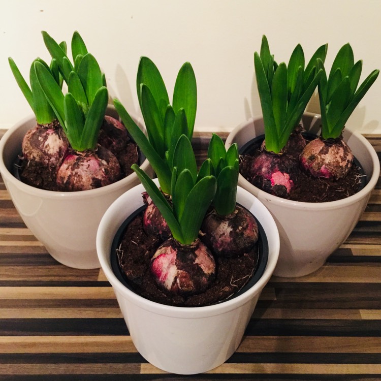 Plant image Hyacinthus orientalis 'Blue Jacket'