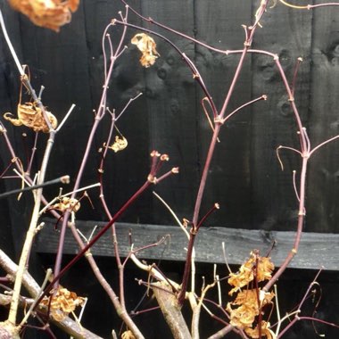 Acer palmatum 'Pink Passion'