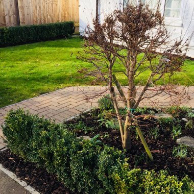 Acer palmatum 'Mapi-no-machi-hime'
