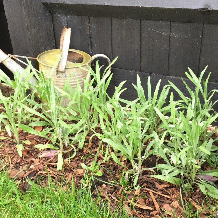 plant image 650822