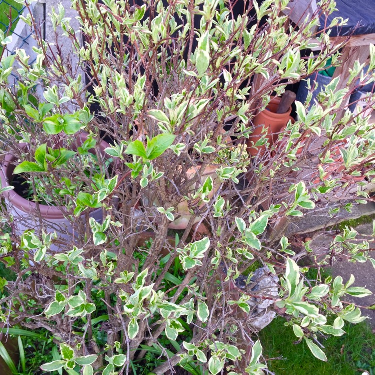 plant image 650865 plant image 650865