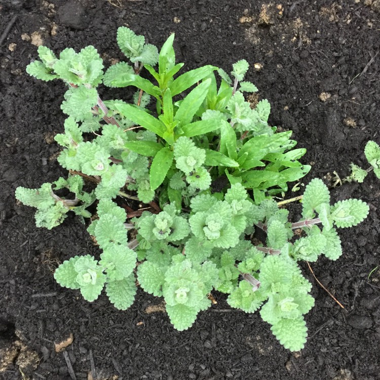 plant image 664500