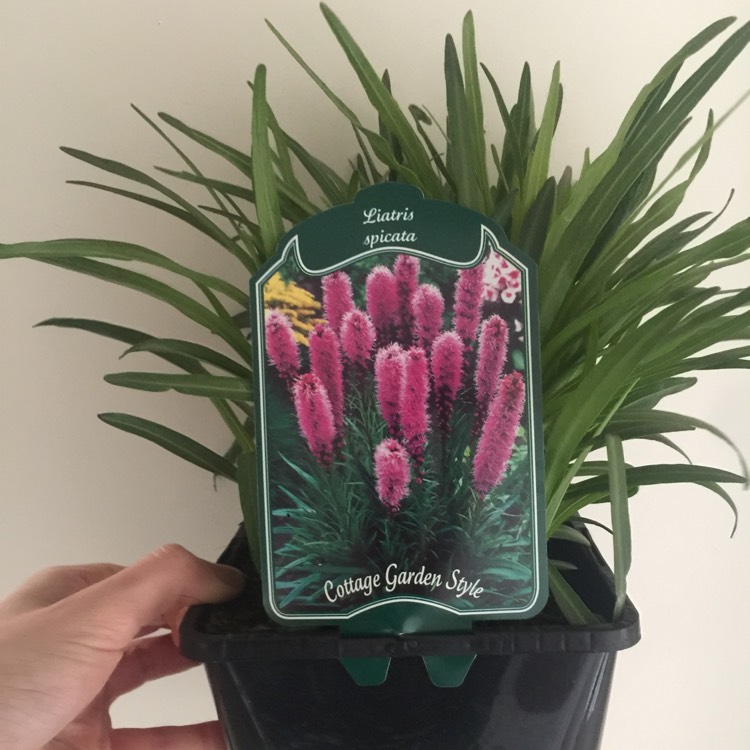 Plant image Liatris spicata 'Kobold'