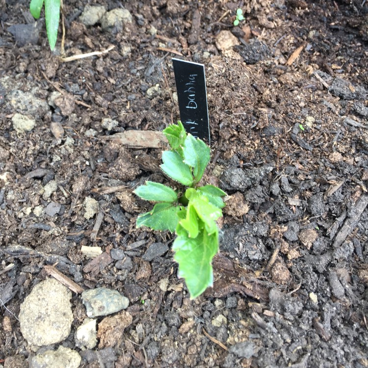 plant image 692544