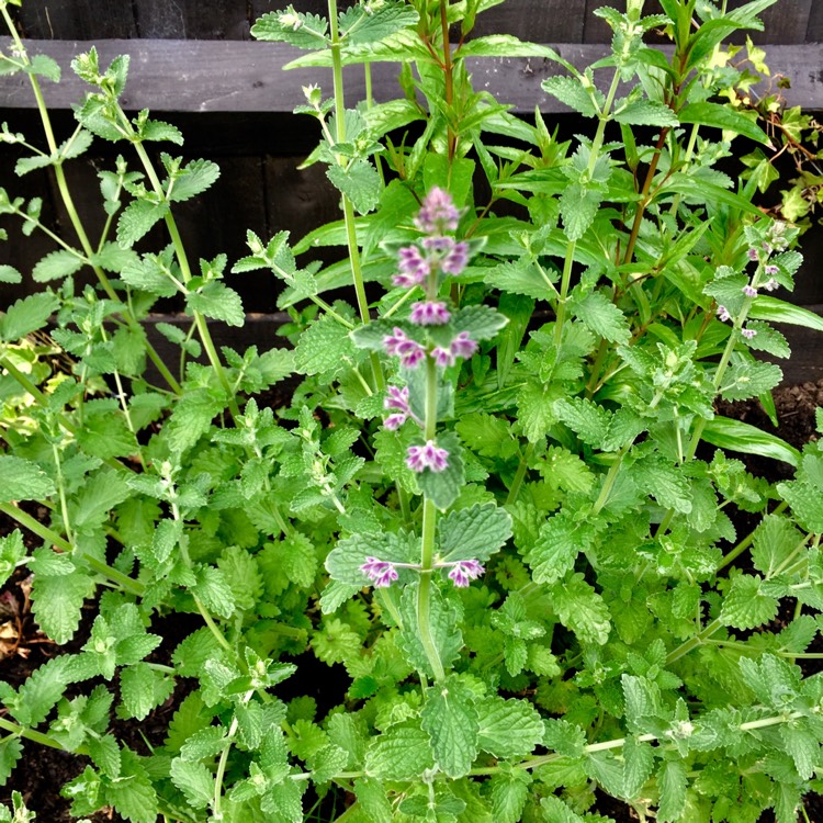 Plant image Nepeta 'Six Hills Giant'