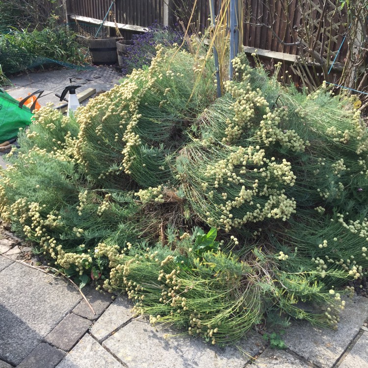 Plant image Santolina chamaecyparissus