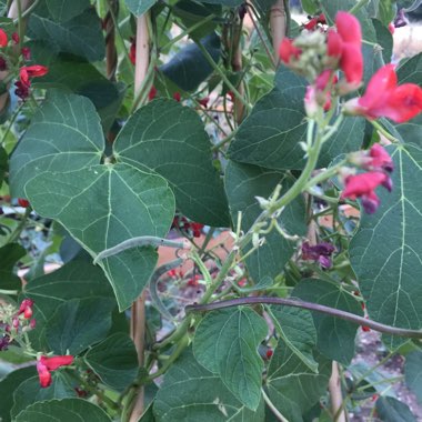 Runner Bean 'Lady Di'