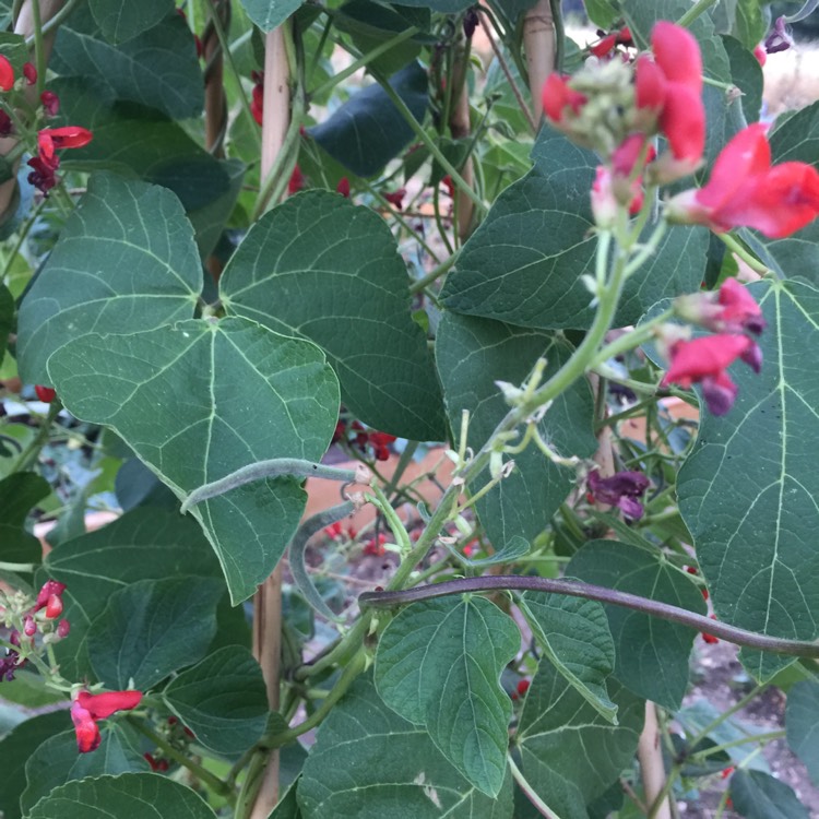 plant image 799278