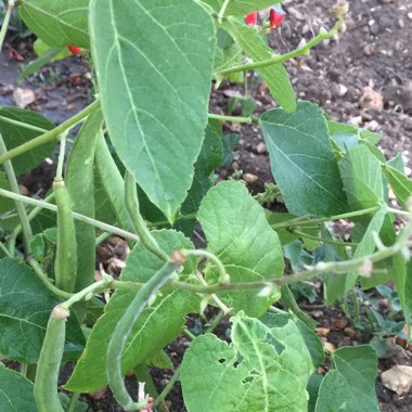 Runner Bean 'Lady Di'