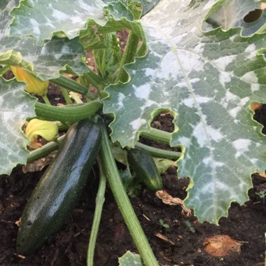 Courgette