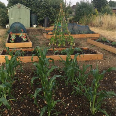 Jane's garden