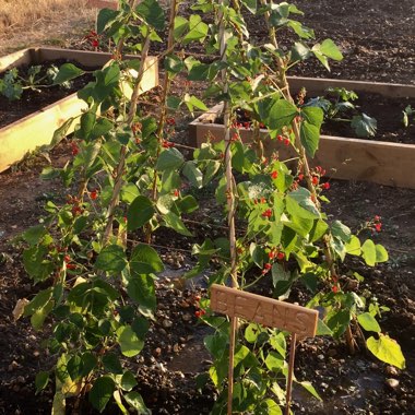 Runner Bean 'Lady Di'