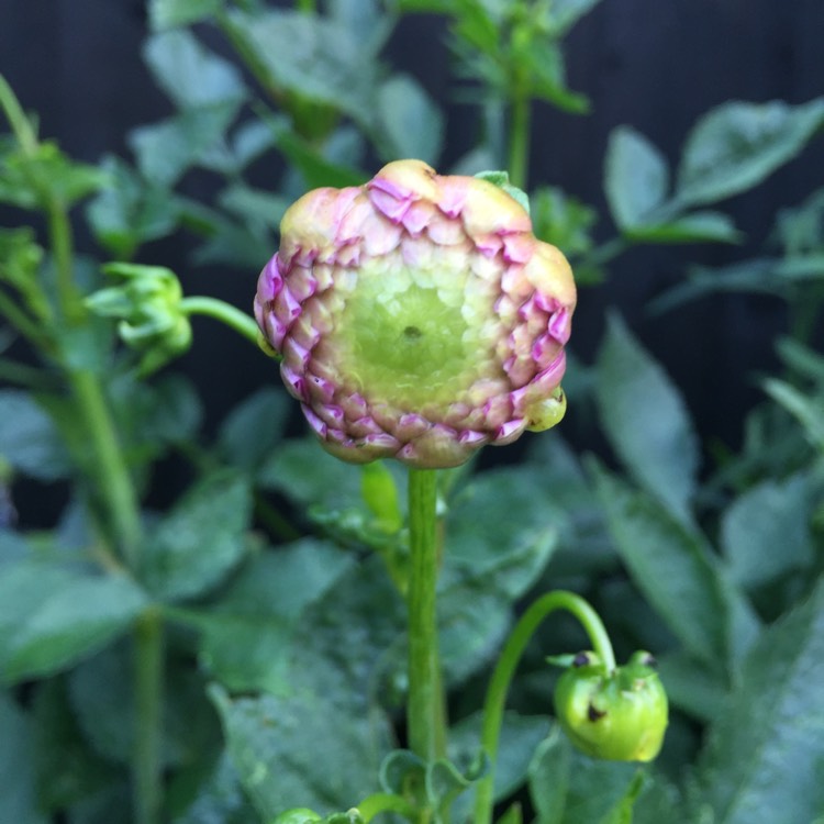 plant image 801346