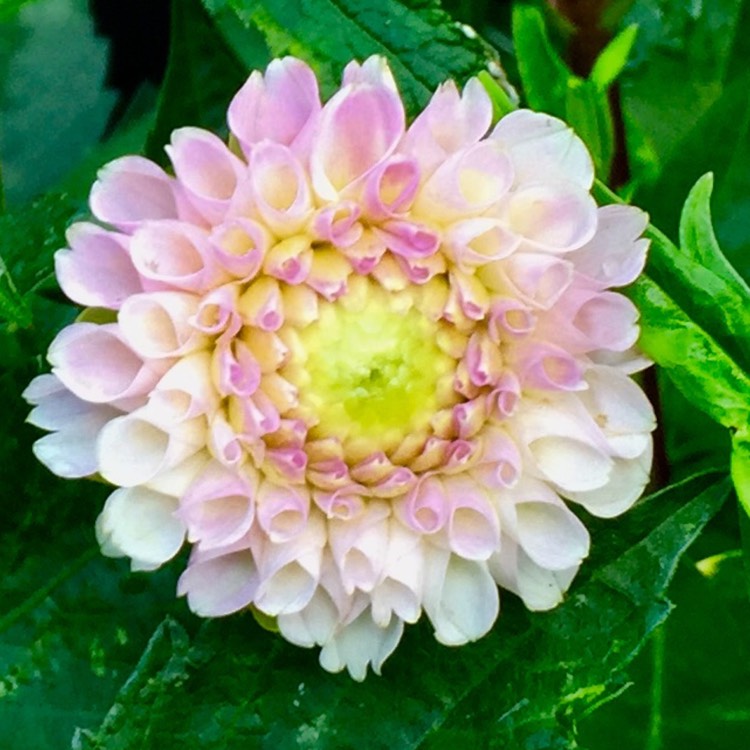 plant image 801491