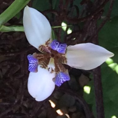 Walking Iris