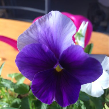 Viola 'Space Crystal'
