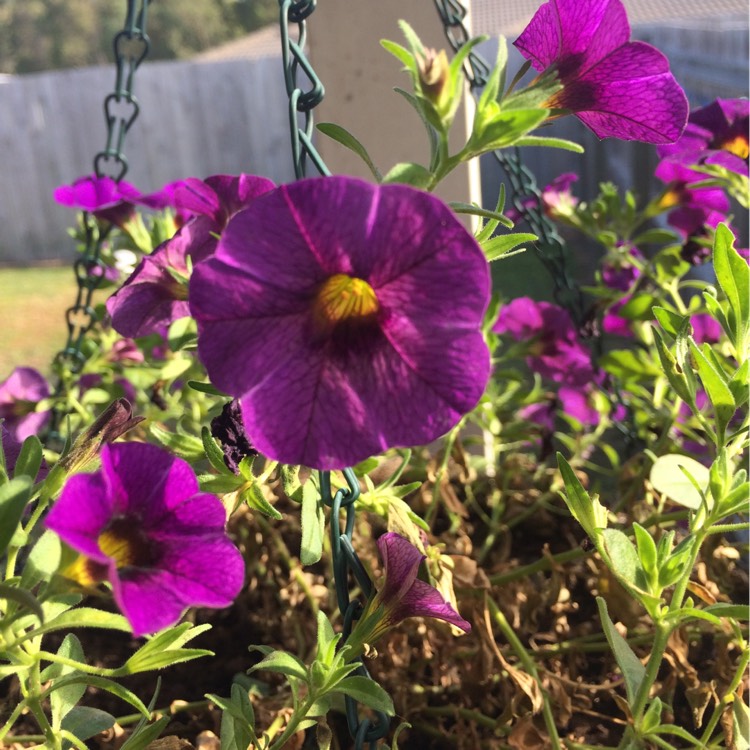 plant image 267568