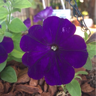 Petunia Blue