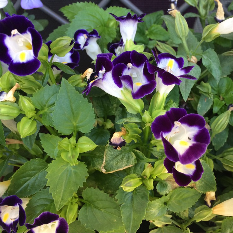 Plant image Torenia fournieri