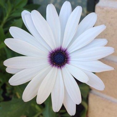 African Daisy