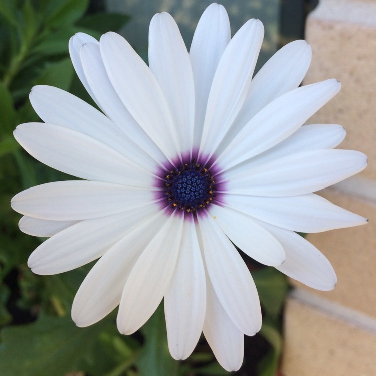 plant image 268189