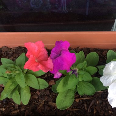 Julie's garden
