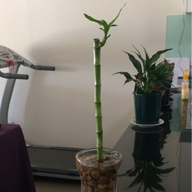Lucky Bamboo