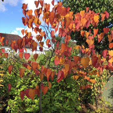Redbud 'Forest Pansy'