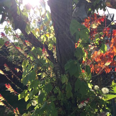 Elaine's garden